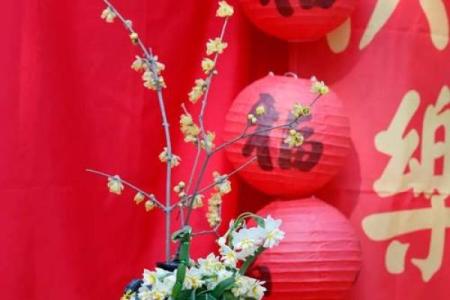 漳州水仙花节：花开富贵，体验养生与文化的融合