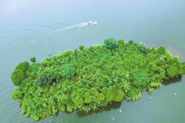 湿地日：探索湿地文化，守护绿色家园