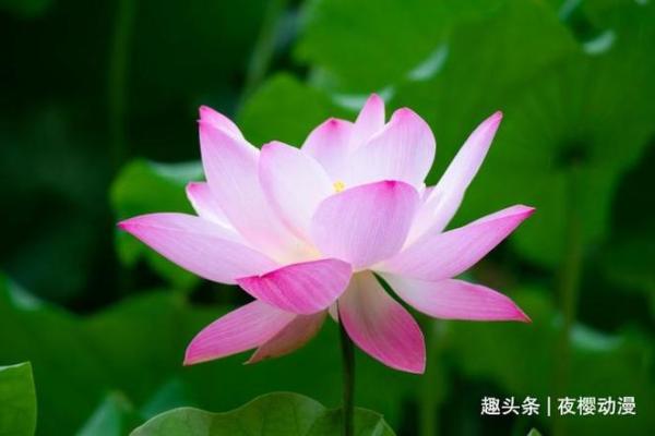 如何通过樱五行格局找到你的事业贵人？