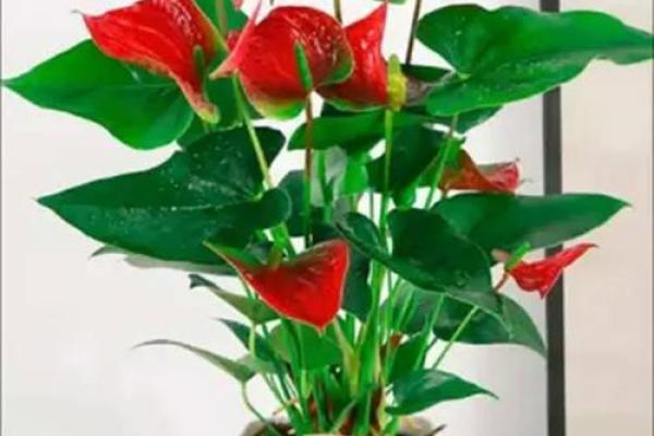 养花命理大解析：不同命运的人适合哪些花卉