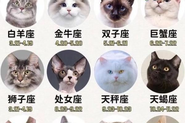 揭秘猫在命理中的神奇作用，如何通过猫相合婚看命运走势