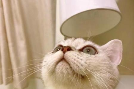揭秘猫在命理中的神奇作用，如何通过猫相合婚看命运走势