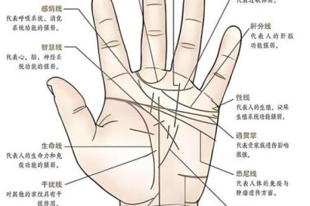 揭秘手背痣命理的奥秘：能改变命运吗？看合婚如何影响婚姻？