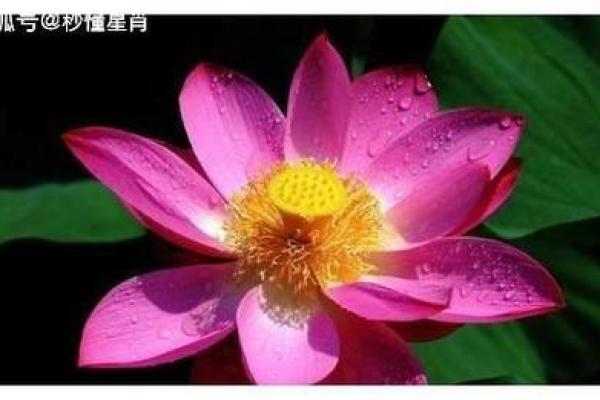 沈五行格局揭秘：如何通过性格解析开启人生新篇章