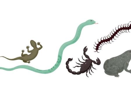 六月六：五毒驱除，健康养生的自然法宝