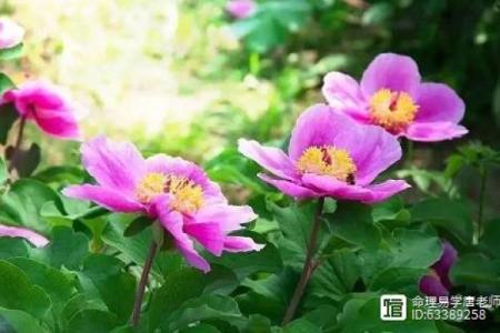 命理返花能否改变命运走向？深度解析与破解