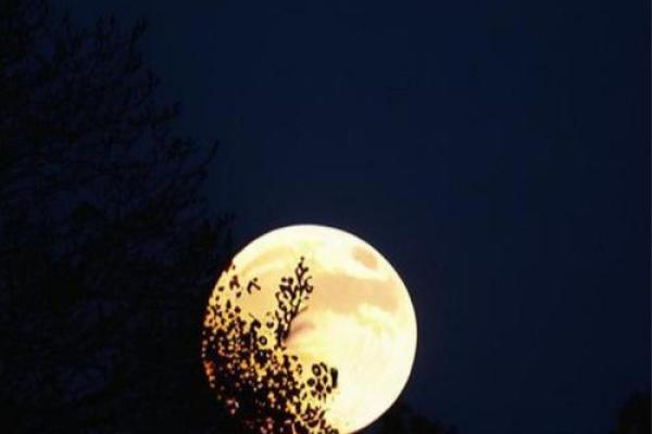 中秋：赏月品茶，感悟团圆与思乡