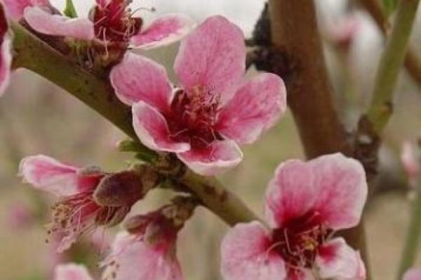 揭开时尚牡丹命理的秘密,八字能改变命运吗? 揭开时尚牡丹命理的秘密,八字能改变命运吗?