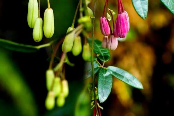 竹之性格解析:跳出五行格局,发现你的独特魅力 竹之性格解析:跳出五行格局,发现你的独特魅力