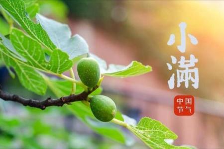 小满：农耕文化的传承与自然节令