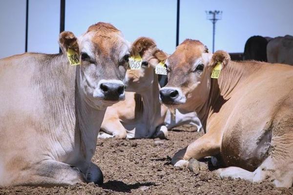 奶牛日:英国传统庆典,探索农业文化的根源 奶牛日:英国传统庆典,探索农业文化的根源