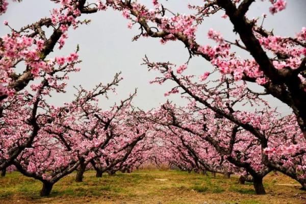 揭秘命理带阳山的秘密，如何让你的运势大不同？