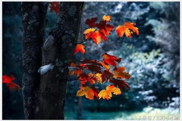 五行格局重塑术：揭秘如何让命运之轮转动