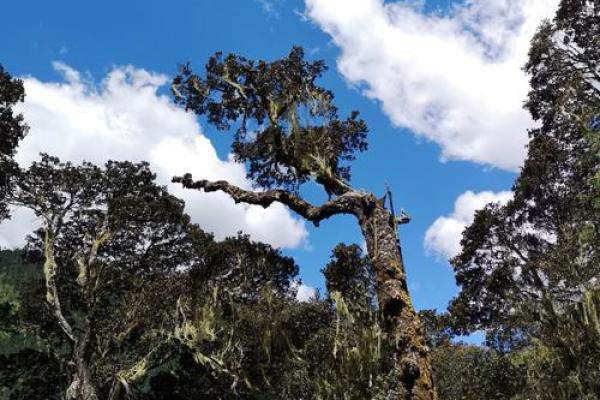 大雪山祭：融入自然，品味日本山的文化与习俗