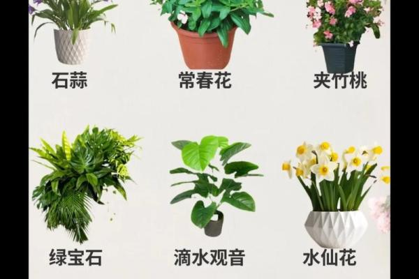 养花命理揭秘:命运不同的人该如何选择花卉 养花命理揭秘:命运不同的人该如何选择花卉