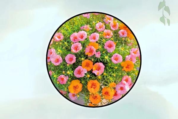 养花命理揭秘:命运不同的人该如何选择花卉 养花命理揭秘:命运不同的人该如何选择花卉