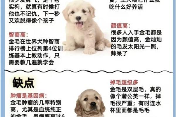 命理中狗能否改运？深度解析八字中的关键因素